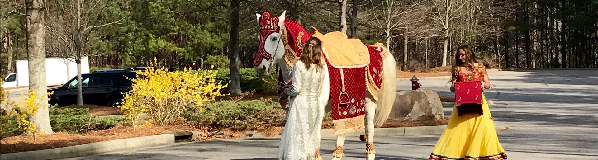 White Horse for Hindu Indian Wedding Baraat